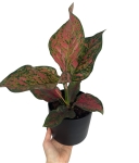 Aglaonema Spotted Star - M