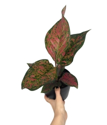 Aglaonema Spotted Star - M