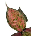 Aglaonema Spotted Star - M