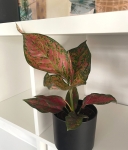 Aglaonema Spotted Star - M