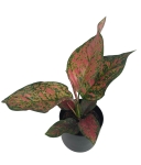 Aglaonema Spotted Star - M