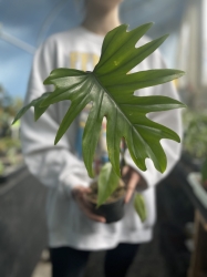 Philodendron Mayoi - L