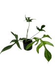 Philodendron pedatum Glad Hands / Quercifolium