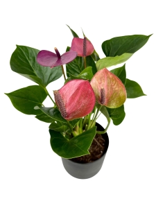 Anthurium Baby Purple