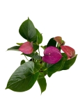 Anthurium Baby Purple