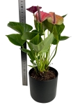 Anthurium Baby Purple