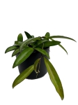Hoya wayetii - M