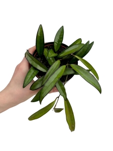 Hoya wayetii - M