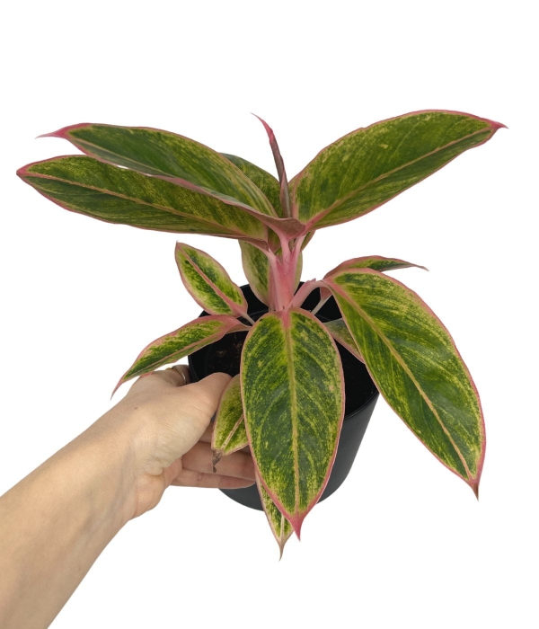 Aglaonema Salmon Fantasy