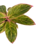 Aglaonema Salmon Fantasy