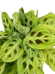 Maranta Light Veins - L