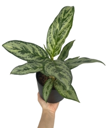 Aglaonema Laurel Green