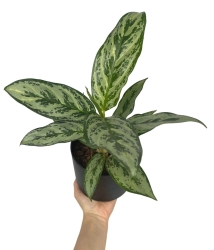 Aglaonema Laurel Green