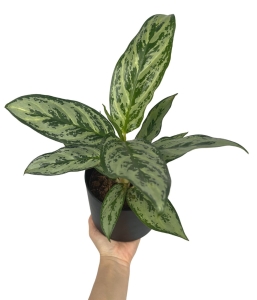 Aglaonema Laurel Green