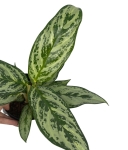 Aglaonema Laurel Green