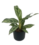 Aglaonema Laurel Green