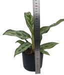 Aglaonema Laurel Green
