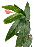 Begonia maculata Tamaya