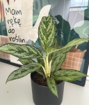 Aglaonema Laurel Green