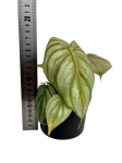 Philodendron pastazanum silver - M