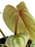 Philodendron pastazanum silver - M