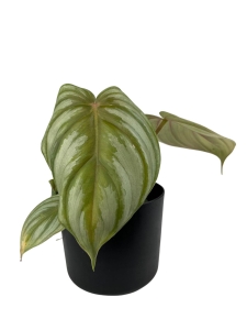 Philodendron pastazanum silver - M