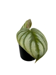 Philodendron pastazanum silver - M