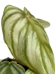 Philodendron pastazanum silver - M