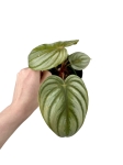 Philodendron pastazanum silver - M