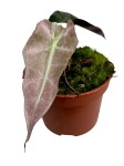 Alocasia Polly variegata - A2