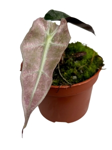 Alocasia Polly variegata - A2