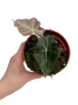 Alocasia Polly variegata - A2