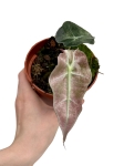 Alocasia Polly variegata - A2