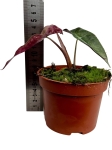 Alocasia Polly variegata - A2