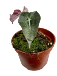 Alocasia Polly variegata - A2