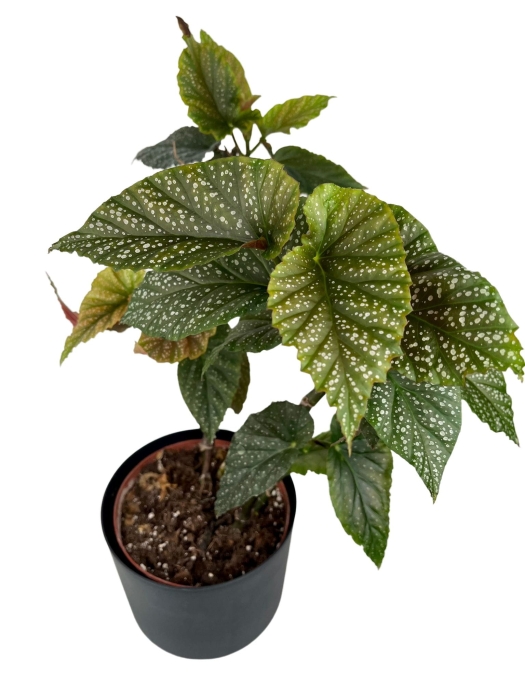 Begonia Corallina - cięty węzeł