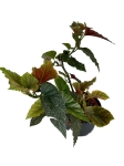 Begonia Corallina - cięty węzeł