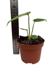 Monstera Thai Constellation - S