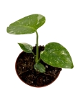 Monstera Thai Constellation - S