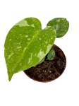 Monstera Thai Constellation - S