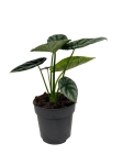 Alocasia sinuata - L