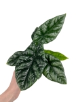 Alocasia sinuata - L