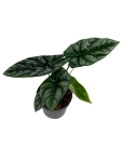 Alocasia sinuata - L