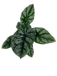 Alocasia sinuata - L