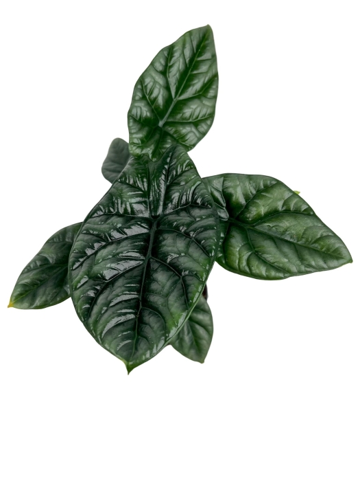 Alocasia sinuata - L