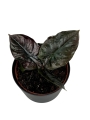 Alocasia Infernalis 'Black Magic' - M