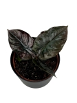 Alocasia Infernalis 'Black Magic' - M