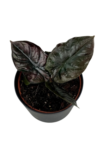 Alocasia Infernalis 'Black Magic' - M