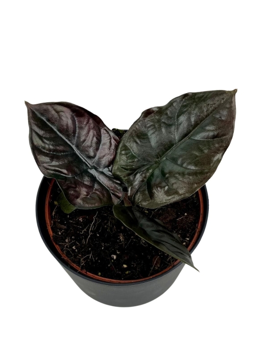 Alocasia Infernalis 'Black Magic' - M