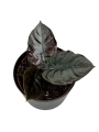 Alocasia Infernalis 'Black Magic' - M